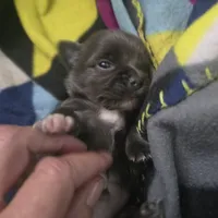 Daisy, a female Chihuahua for sale in West Plains, MO – Photo 9 of 9