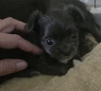 Daisy, a female Chihuahua for sale in West Plains, MO – Photo 7 of 9