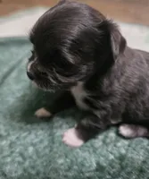 Daisy, a female Chihuahua for sale in West Plains, MO – Photo 6 of 9