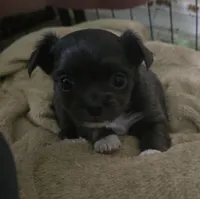 Daisy, a female Chihuahua for sale in West Plains, MO – Photo 3 of 9