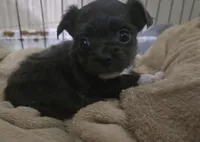 Daisy, a female Chihuahua for sale in West Plains, MO – Photo 1 of 9