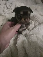 Pancho, a male Chihuahua for sale in West Plains, MO – 6 of 7