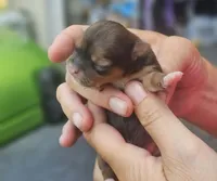 Pearl, a female Chihuahua for sale in West Plains, MO – 3 of 8
