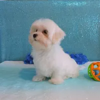 Cody, a male Maltipoo for sale in Dade City, FL – Photo 6 of 7