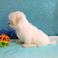 Cody, a male Maltipoo for sale in Dade City, FL – Photo 5 of 7