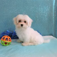 Cody, a male Maltipoo for sale in Dade City, FL – Photo 2 of 7