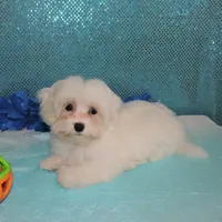 Cody, a male Maltipoo for sale in Dade City, FL – Photo 3 of 7