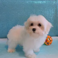 Cody, a male Maltipoo for sale in Dade City, FL – Photo 7 of 7
