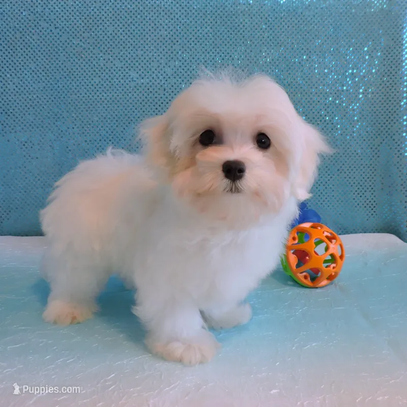Cody, a male Maltipoo for sale in Dade City, FL – Photo 1 of 7