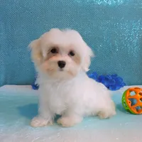 Cody, a male Maltipoo for sale in Dade City, FL – Photo 4 of 7