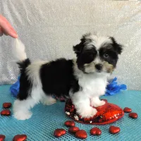 Dante, a male Yorkshire Terrier for sale in Dade City, FL – Photo 1 of 4