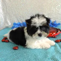 Dante, a male Yorkshire Terrier for sale in Dade City, FL – Photo 4 of 4