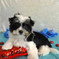 Dante, a male Yorkshire Terrier for sale in Dade City, FL – Photo 3 of 4