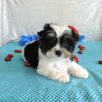 Dante, a male Yorkshire Terrier for sale in Dade City, FL – Photo 2 of 4