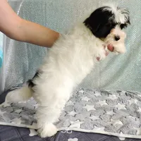 Cooper, a male Yorkshire Terrier for sale in Dade City, FL – Photo 5 of 6