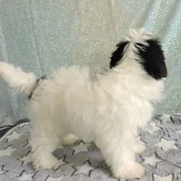 Cooper, a male Yorkshire Terrier for sale in Dade City, FL – Photo 6 of 6