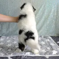 Cooper, a male Yorkshire Terrier for sale in Dade City, FL – Photo 3 of 6