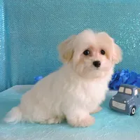 Connor, a male Maltipoo for sale in Dade City, FL – Photo 1 of 6