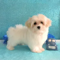 Connor, a male Maltipoo for sale in Dade City, FL – Photo 2 of 6