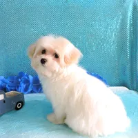 Connor, a male Maltipoo for sale in Dade City, FL – Photo 4 of 6