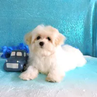 Connor, a male Maltipoo for sale in Dade City, FL – Photo 3 of 6