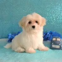 Connor, a male Maltipoo for sale in Dade City, FL – Photo 6 of 6