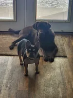 Moonpie , a female French Bulldog for sale in Fulton, MO – 5 of 5