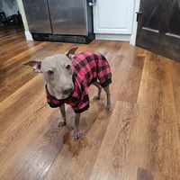 Albus, a male American Hairless Terrier for sale in Fulton, MO – 3 of 6