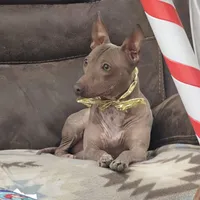 Albus, a male American Hairless Terrier for sale in Fulton, MO – 4 of 6