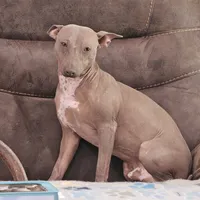 Albus, a male American Hairless Terrier for sale in Fulton, MO – 6 of 6