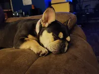 Moonpie , a female French Bulldog for sale in Fulton, MO – 4 of 5