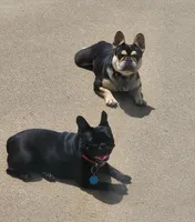 Moonpie , a female French Bulldog for sale in Fulton, MO – 6 of 7