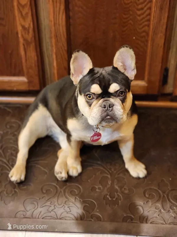 Moonpie  – French Bulldog puppy for sale in Fulton, MO