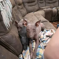 Albus, a male American Hairless Terrier for sale in Fulton, MO – 2 of 6