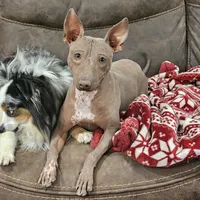 Albus, a male American Hairless Terrier for sale in Fulton, MO – 1 of 6