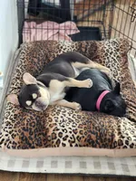 Moonpie , a female French Bulldog for sale in Fulton, MO – 3 of 5