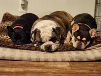 Moonpie , a female French Bulldog for sale in Fulton, MO – 7 of 7