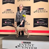 Albus, a male American Hairless Terrier for sale in Fulton, MO – 5 of 6
