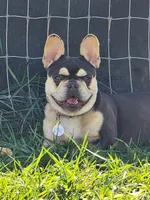 Moonpie , a female French Bulldog for sale in Fulton, MO – 2 of 5