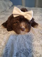 Muñeca, a female Maltipoo and Maltese for sale in Huntington Park, CA – 2 of 2