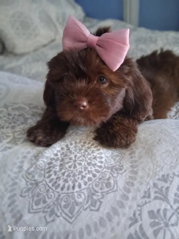 Canela – Maltipoo, Maltese puppy for sale in Huntington Park, CA