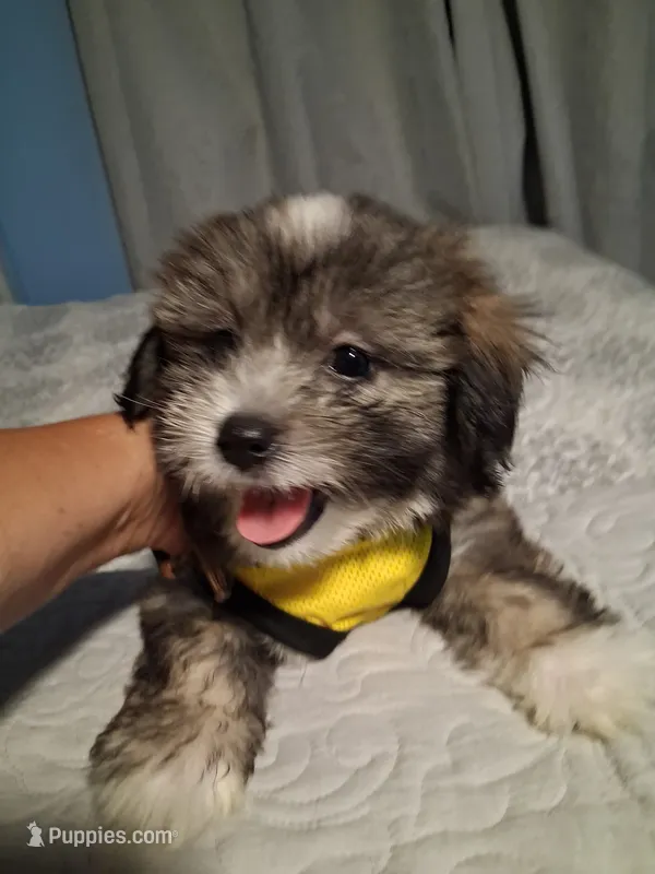 Gordito – Maltipoo, Maltese puppy for sale in Huntington Park, CA