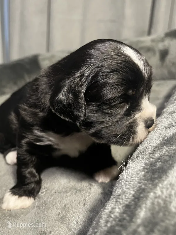 Pepe – Maltipoo, Maltese puppy for sale in Huntington Park, CA