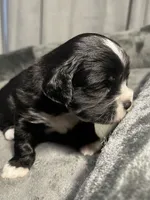 Pepe, a male Maltipoo and Maltese for sale in Huntington Park, CA – 1 of 3