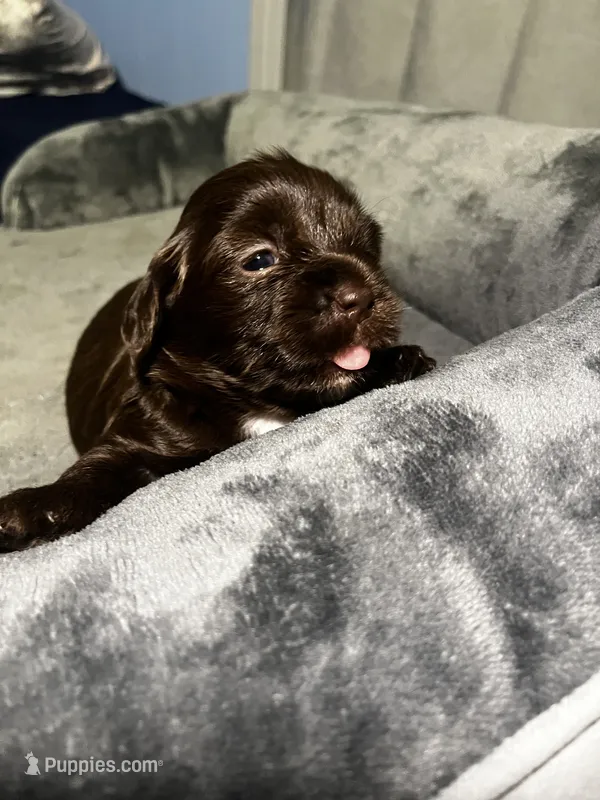 Hershey – Maltipoo, Maltese puppy for sale in Huntington Park, CA