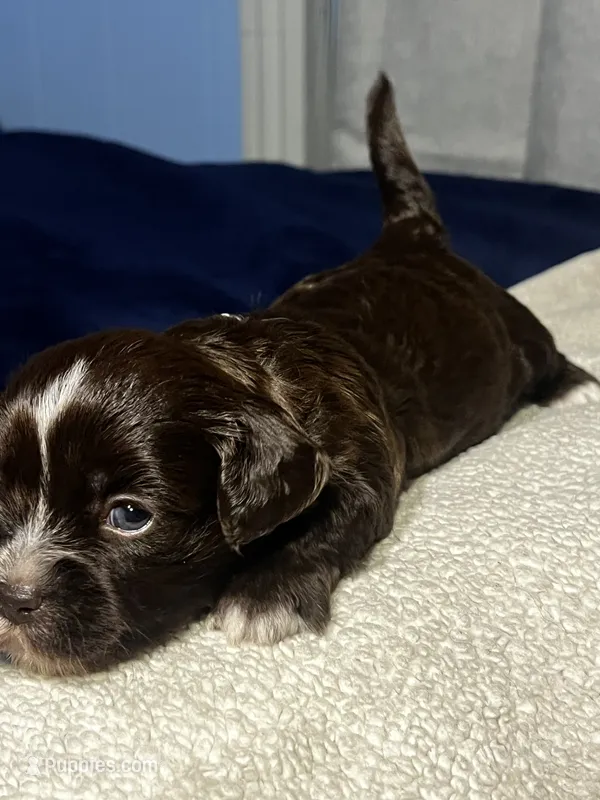 Buttercup – Maltipoo, Maltese puppy for sale in Huntington Park, CA