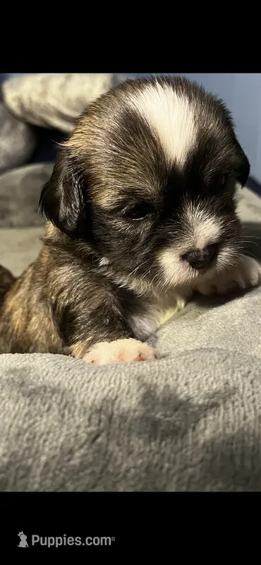 Gordito – Maltipoo, Maltese puppy for sale in Huntington Park, CA
