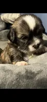 Gordito, a male Maltipoo and Maltese for sale in Huntington Park, CA – 1 of 1
