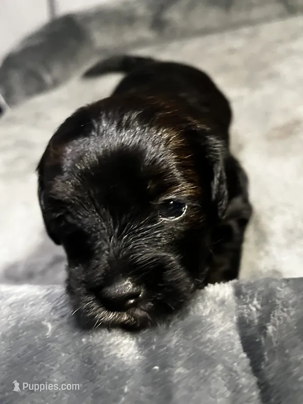 Simi – Maltipoo, Maltese puppy for sale in Huntington Park, CA