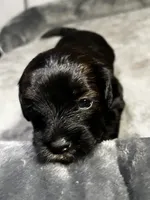 Simi, a male Maltipoo and Maltese for sale in Huntington Park, CA – 1 of 1